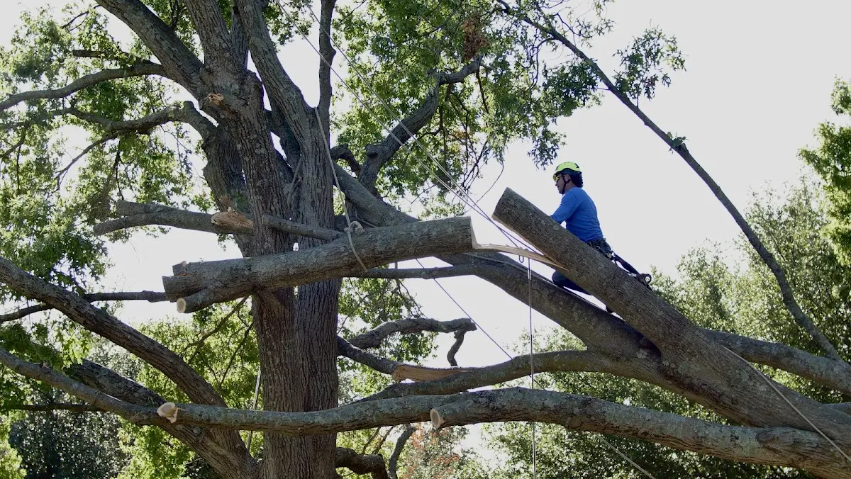Professional Crown Thinning performed by certified arborists in Unity