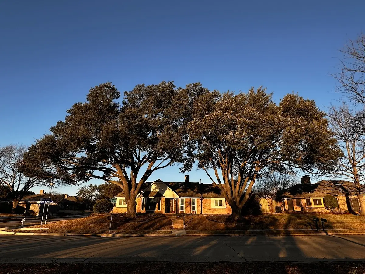 Established residential canopy tree shading a home in Unity